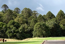 Bunya Mountains National Park